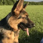 Business 3 image 168 SECURITY LTD Shopping & Retail in Hemel Hempstead He