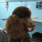 Business 1 image 4 PAWS DOG & CAT GROOMING Dog & Cat Grooming in Aldershot Ha