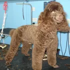 Business 2 image 4 PAWS DOG & CAT GROOMING Dog & Cat Grooming in Aldershot Ha