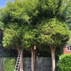 Business 9 image A&T TREE REMOVAL Tree Services in Birmingham We