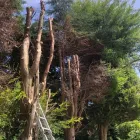 Business 14 image A&T TREE REMOVAL Tree Services in Birmingham We