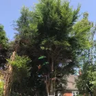 Business 15 image A&T TREE REMOVAL Tree Services in Birmingham We