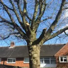 Business 17 image A&T TREE REMOVAL Tree Services in Birmingham We