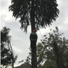 Business 21 image A&T TREE REMOVAL Tree Services in Birmingham We