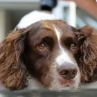 Business 1 image A1 DOG GROOMING BIRMINGHAM Pets & Animals in Birmingham We