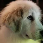 Business 2 image A1 DOG GROOMING BIRMINGHAM Pets & Animals in Birmingham We