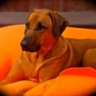 Business 3 image A1 DOG GROOMING BIRMINGHAM Pets & Animals in Birmingham We