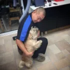 Business 5 image A1 DOG GROOMING BIRMINGHAM Pets & Animals in Birmingham We