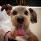 Business 6 image A1 DOG GROOMING BIRMINGHAM Pets & Animals in Birmingham We