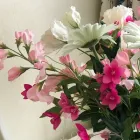 Business 3 image ABBEYFIELD HOUSE Residential, Retirement & Care Homes in Sutton Su