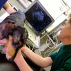 Business 5 image ABERCORN VETS, GILMERTON SURGERY Veterinary Services in Edinburgh Edh