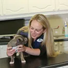 Business 4 image ABERCORN VETS, PORTOBELLO HIGH STREET Veterinary Services in Edinburgh Edh