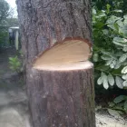 Business 9 image ACORN TREE CARE Tree Work in Huddersfield We