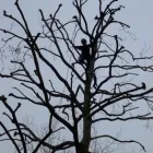 Business 10 image ADVANCED ARB SERVICES LTD Tree Work in Uxbridge Mi