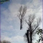 Business 3 image ADVANCED ARB SERVICES LTD Tree Work in Uxbridge Mi