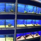Business 3 image ADVISORY AQUATIC CENTRE LTD Aquarium & Pond Supplies in Stockport Ch