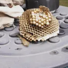 Business 1 image AIM ENVIRONMENTAL - PEST CONTROL SERVICE Pest & Vermin Control Services in Bilston We