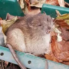 Business 2 image AIM ENVIRONMENTAL - PEST CONTROL SERVICE Pest & Vermin Control Services in Bilston We