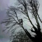 Business 8 image AJ'S TREE FELLAS Trees & Shrubs in CHRISTCHURCH Do