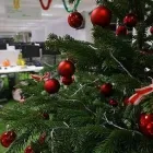 Business 5 image ALI & JOE’S CHRISTMAS TREES Tree Services in Bristol Br