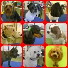 Business 1 image ALIWAGS PET GROOMING Pets & Animals in Stretford La