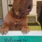 Business 2 image ALIWAGS PET GROOMING Pets & Animals in Stretford La