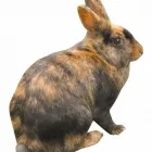 Business 2 image ALLESTREE PET SUPPLIES Pet Shops in Derby De
