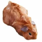 Business 3 image ALLESTREE PET SUPPLIES Pet Shops in Derby De