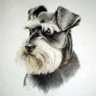 Business 2 image AMANDA DOCKERTY PET PORTRAITS Artists in Carlisle Cu
