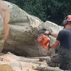 Business 3 image ANDREW'S ARBORICULTURE Trees & Shrubs in Norwich No