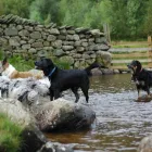 Business 1 image ANIMAL-TRAILZ Pets & Animals in Halesowen We