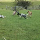 Business 2 image ANIMAL-TRAILZ Pets & Animals in Halesowen We