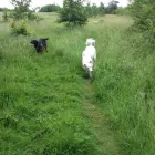 Business 3 image ANIMAL-TRAILZ Pets & Animals in Halesowen We