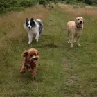 Business 4 image ANIMAL-TRAILZ Pets & Animals in Halesowen We