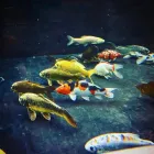 Business 55 image AQUASCAPES LTD Shopping & Retail in Crawley We