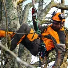 Business 1 image ARBORIST DIRECT GLASGOW Tree Services in Glasgow Glg
