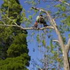 Business 3 image ARBORIST DIRECT GLASGOW Tree Services in Glasgow Glg
