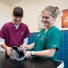 Business 4 image ASHWORTH VETERINARY GROUP, FARNBOROUGH Veterinary Services in Farnborough Ha