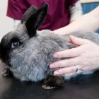 Business 5 image ASHWORTH VETERINARY GROUP, FARNBOROUGH Veterinary Services in Farnborough Ha