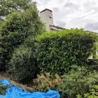 Business 3 image BENITA'S GARDEN SERVICES Tree Services in Ferndown Do