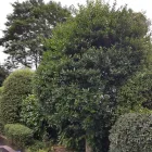 Business 15 image BENITA'S GARDEN SERVICES Tree Services in Ferndown Do