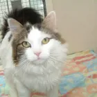 Business 4 image BERKHAMSTED FOOT CLINIC Chiropodists & Podiatrists in BERKHAMSTED He