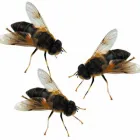 Business 3 image BFC EXCHANGE Commercial & Business Finance in Ilford Gr