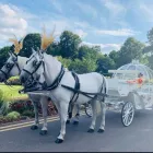 Business 6 image BIRMINGHAM & STAFFORDSHIRE CARRIAGES Transportation Services in Walsall We