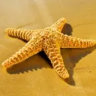 Business 1 image BODY & SOLE Complementary Therapies in Wigan La