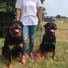 Business 12 image BOWESFIELD FARM BOARDING KENNELS & CATTERY Pets & Animals in Dover Ke