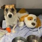 Business 11 image BRAID VETS HOSPITAL Veterinary Services in Edinburgh Edh