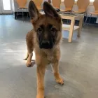 Business 12 image BRAID VETS HOSPITAL Veterinary Services in Edinburgh Edh