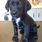 Business 18 image BRAID VETS HOSPITAL Veterinary Services in Edinburgh Edh