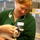 Business 26 image BRAID VETS HOSPITAL Veterinary Services in Edinburgh Edh